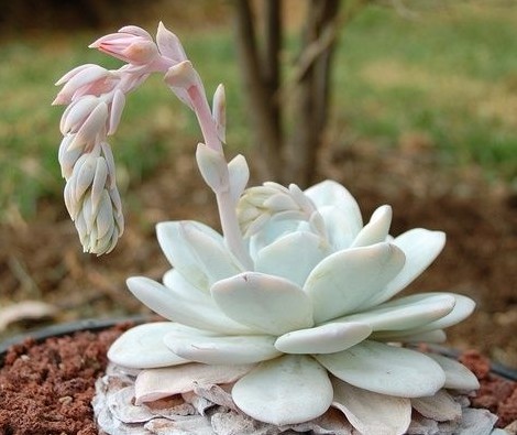 雪莲（Echeveria Lauii），景天科拟石莲花属，顶端圆钝或稍尖（其中顶端圆钝的称'圆叶雪莲'），褐绿的叶片被浓厚的灰白或浅蓝灰色粉末覆盖，喜温暖干燥和阳光充足的环境，喜光，耐旱，耐寒、耐半荫，不耐烈日暴晒，无明显休眠期。栽培要点：生长适温15-25度，冬季不低于5度；配土一般用泥炭+蛭石+珍珠岩各一份，并添加适量的骨粉，也可用腐叶土3份、河沙3份、园土1份、炉渣1份混合配制；生长期浇水干透浇透，空气干燥时可向植株周围洒水，但叶面，特别是叶丛中心不宜积水，否则会造成烂心；生长期施肥一般每20天左右一次；繁殖方式一般有分株、扦插和播种繁殖。