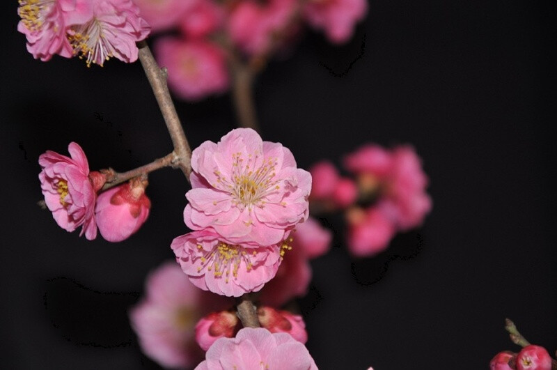 似是桃花春红，却也花容天下