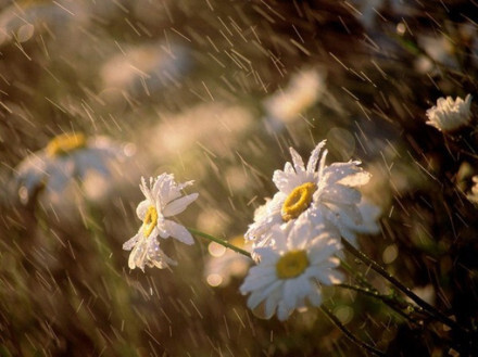 Daisy更著风和雨～