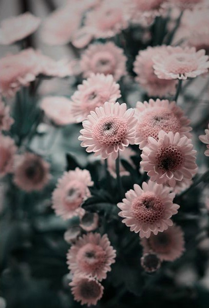 Daisy♡