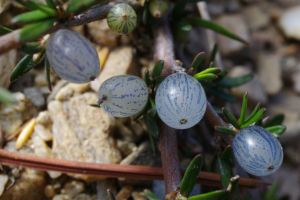 Coprosma propinqua