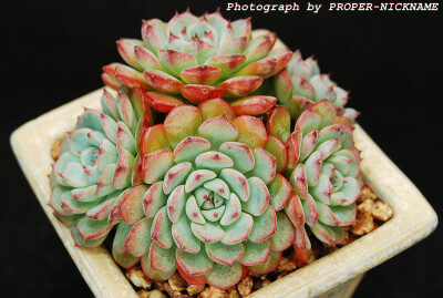 Echeveria minima