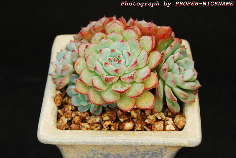 Echeveria minima