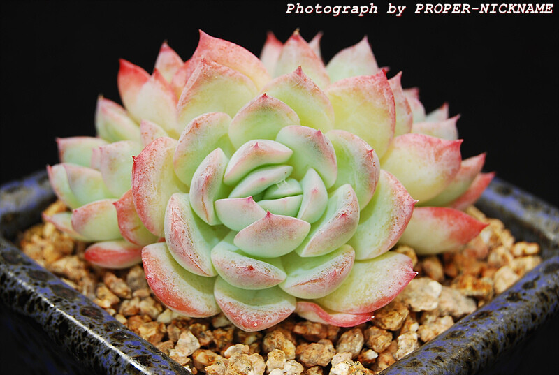 Echeveria Suryeon