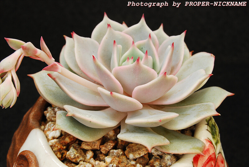 Echeveria Lola