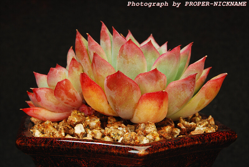 Echeveria pulidonis hybrid -Ech. Ileen