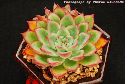 Echeveria pulidonis hybrid -Ech. Ileen