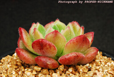 Echeveria 'Fantasia Clair' (called in only South Korea)