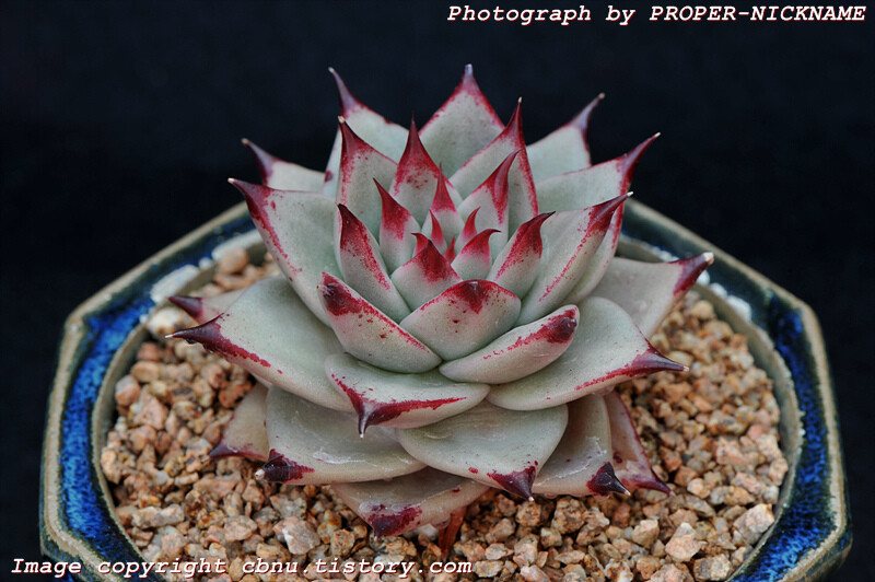 Echeveria agavoides 'Ebony' (Sirius) - marketing name in Korea 天狼星