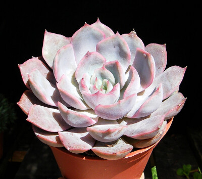 Echeveria 'Lidia'