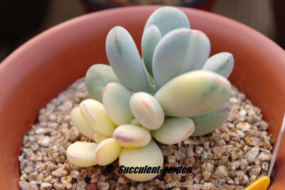 Cotyledon orbiculata cv. variegated 福娘锦