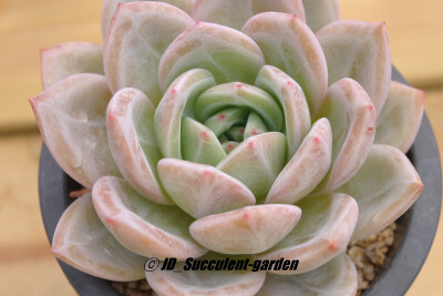 Echeveria 'Pink champagne'