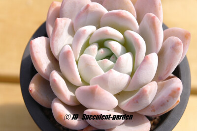 Echeveria 'Laurinze'