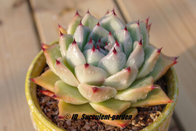 Echeveria agavoides 'GreenSwan'