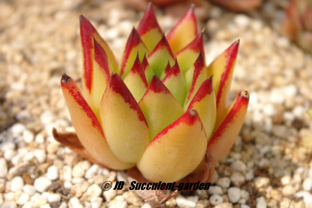 Echeveria agavoides 'Red Edge'