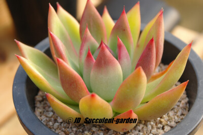 Echeveria agavoides