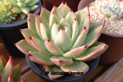 Echeveria agavoides