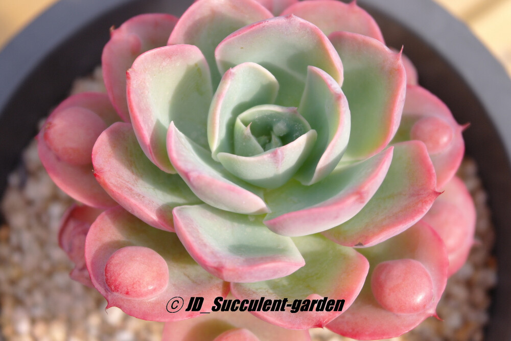 Echeveria 'RainDrops' 雨滴