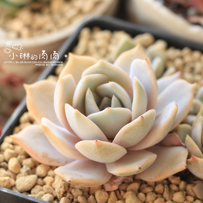 进口多肉 Echeveria 'Laucina' 露西娜 雪莲杂交