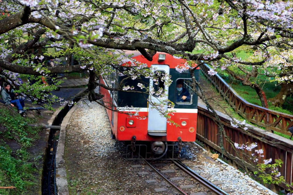 台湾阿里山 樱花开了