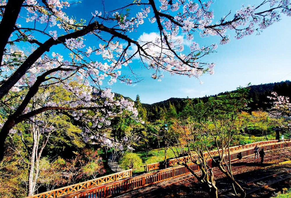 台湾阿里山 樱花开了