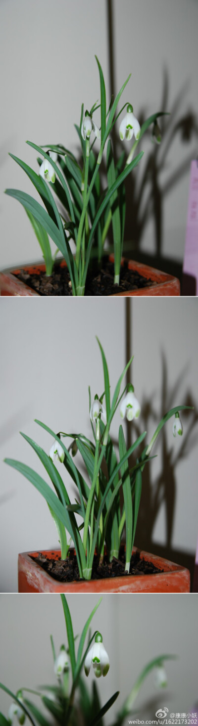 —绿斑雪滴花—雪花莲Galanthus Viridapice