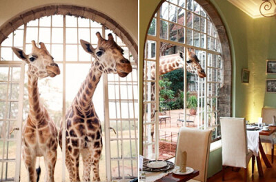 温柔的冒险，来长颈鹿庄园Giraffe Manor共进早餐http://www.52souluo.com/62581.html