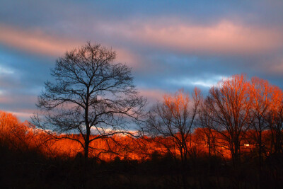 Treetops Dawn