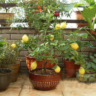 阳台庭院盆栽果树苗 柠檬苗 柠檬树 当年开花结果苗