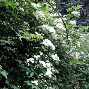 藤本植物 攀援花卉100%正宗 白花木香花苗 又名十里香