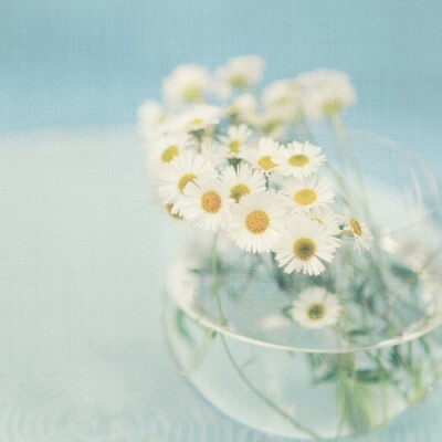 ✿❀Daisy❀✿