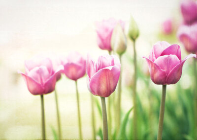 Tulip Photography - flower spring photography pink green cottage chic decor floral wall art prints - 5x7 Photograph,