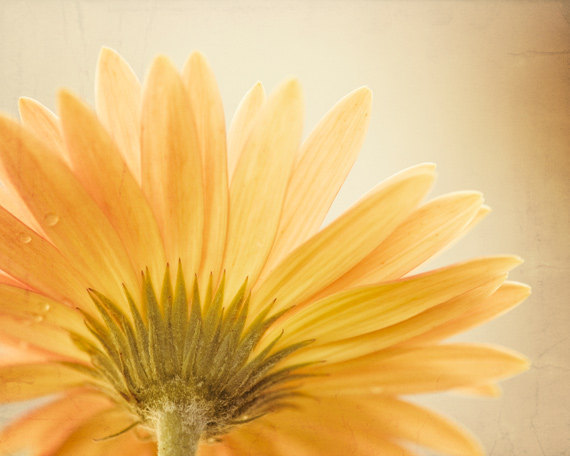 Flower Photography - daisy yellow gold art - fine art photo - floral nature print - petal golden wall art - 16x20 Photograph,