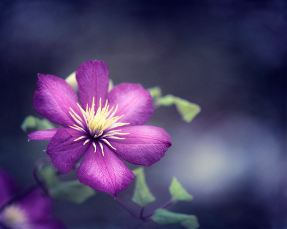 Flower Photography - purple wall art navy blue indigo - fine art photography floral - nature photo botanical wall art - 8x10 Photograph