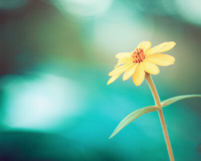 Flower Photography - teal yellow blue green aqua turquoise nature floral colorful spring photo wall print - 8x10 Photograph,