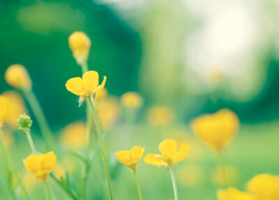 Buttercup Photography - yellow green wall art prints spring flower photography botanical floral nature photos picture - 5x7 Photograph