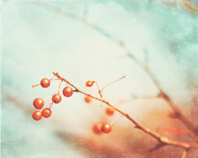 Winter Photography - berry branches orange holiday decor brown branch red berries print mint green white nature christmas - 8x10 Photograph