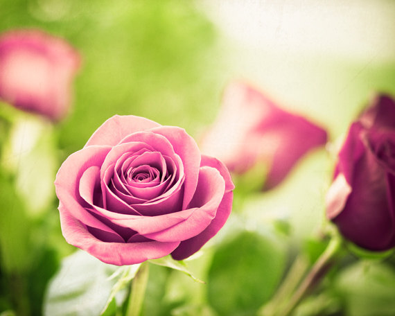 Flower Photography - rose pink green red white floral photo spring photography nature fine art print - 8x10 Photograph,