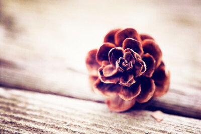 Nature Photography - fine art photography print - neutral brown white - pine cone pinecone wall art photo - 8x12 Photograph -