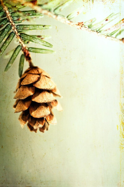 Nature Photography - light green brown pinecone pine cone - fine art photography - christmas wall art photos brown - 8x12 Photograph