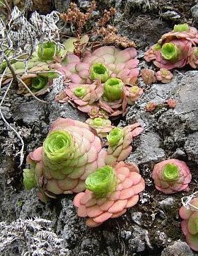 Aeonium 景天科莲花掌属 ex South Coast