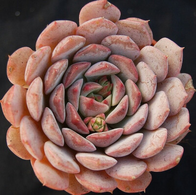 Echeveria 'Dondo'