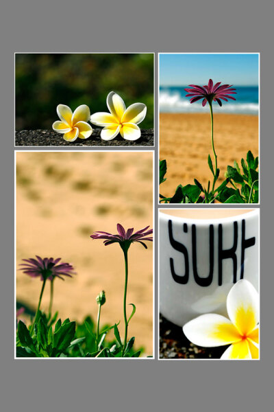 One Set Free - POSTCARDS Set of 4. Flowers, Daisy, Frangipani, Australia, Floral, Beach, SURF, sand