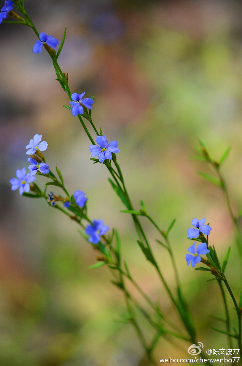 悉尼野花：Dampiera stricta，草海桐科（Goodeniaceae）小灌木，600mmx400mm. 细长叶互生，叶全缘或带齿，往往集中生长在三棱的茎顶端。花顶生或腋生，蓝色，中央黄色，5片花瓣总是有2片下垂。种子为小坚果。分布于东部沿海地区林下和灌丛。