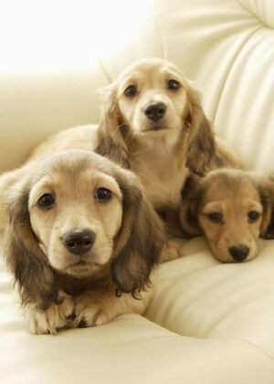 【萌】 不要这么无辜的看着我哟！~