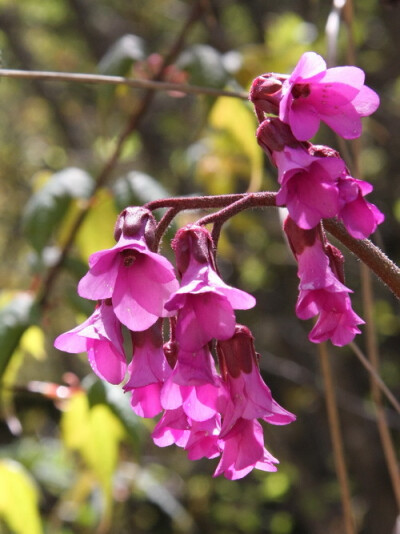 中国珍稀高山野生花卉系列——岩白菜