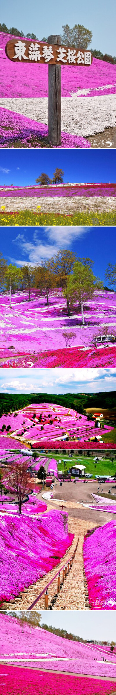 【北海道大空町 芝樱公园】走进的是一副油画~~