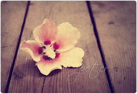 四隅如花 by toto