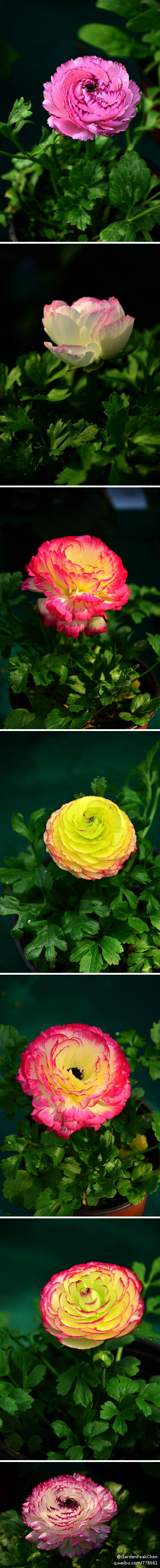 花毛茛（Ranunculus asiaticus）