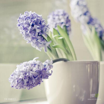 风信子hyacinth